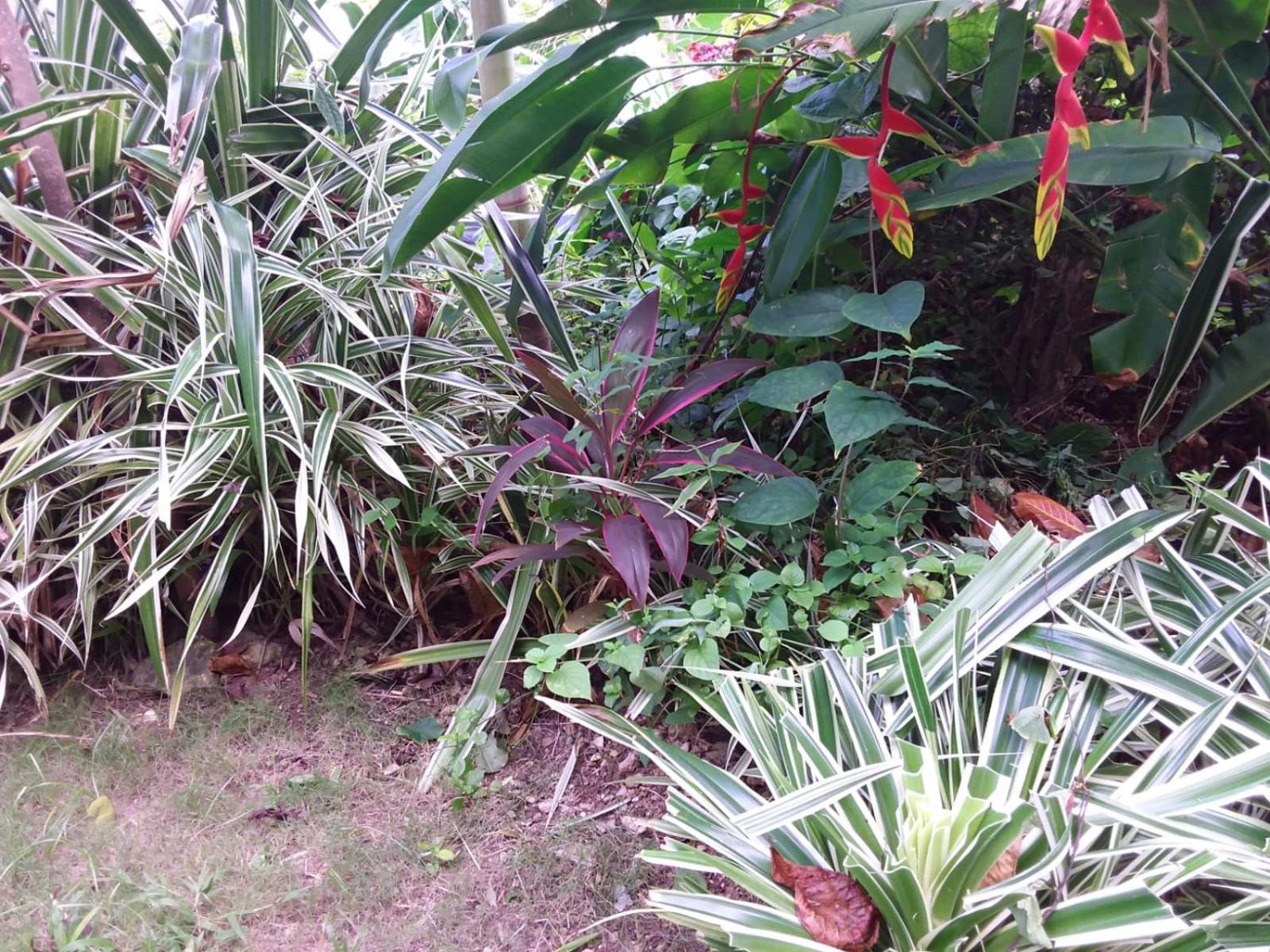 Port Antonio Brian'S Beach House Εξωτερικό φωτογραφία
