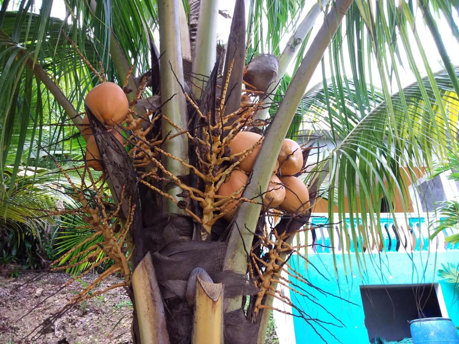 Port Antonio Brian'S Beach House Εξωτερικό φωτογραφία